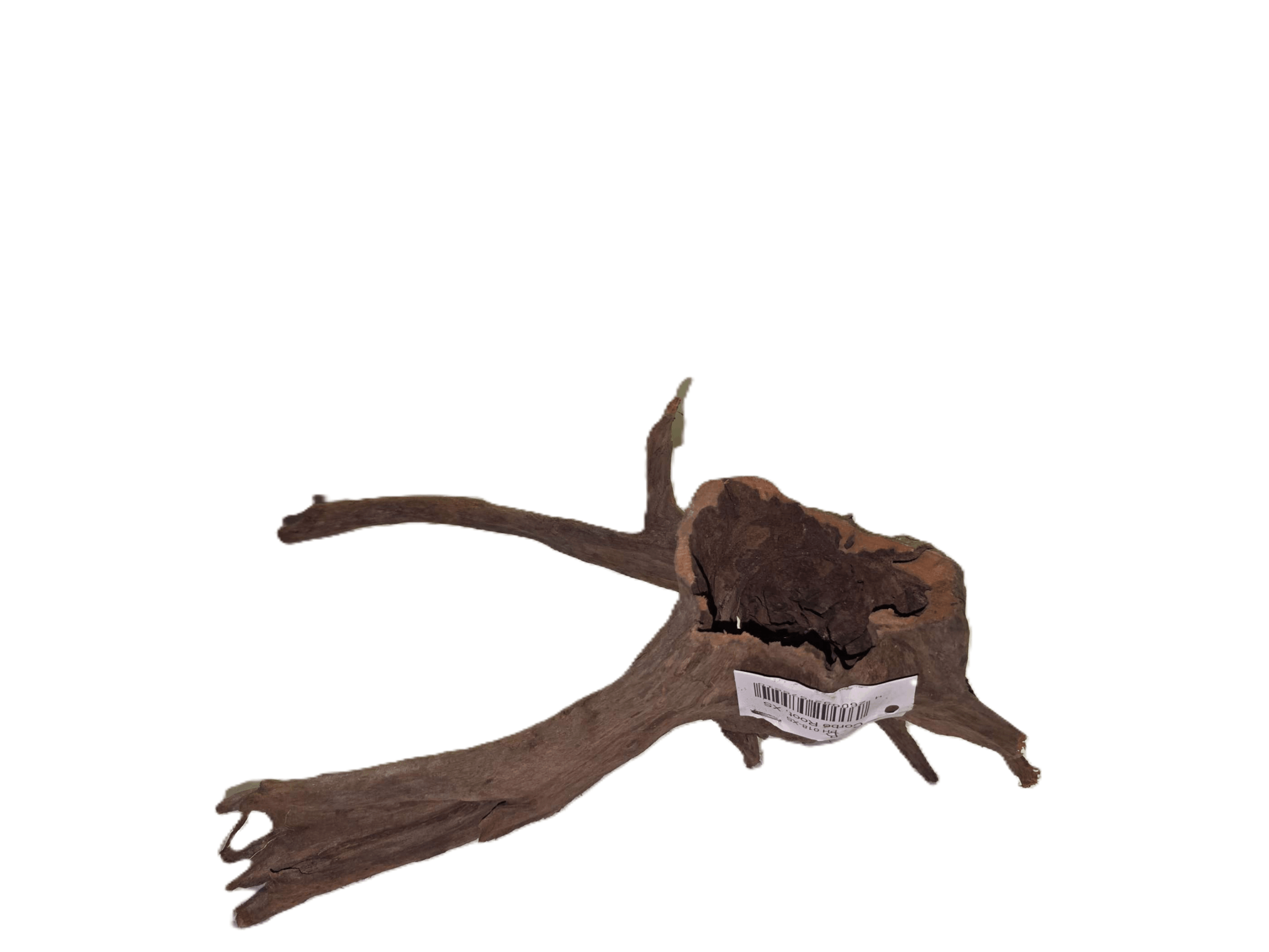 Corbo Root (XS) 