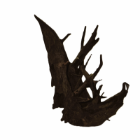 Corbo Root (M) – 30-40 cm