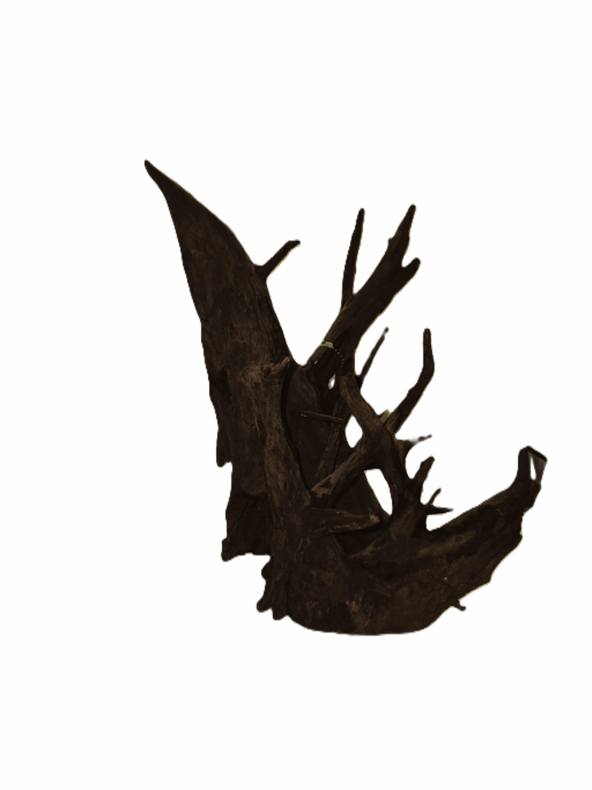 Corbo Root (M) – 30-40 cm