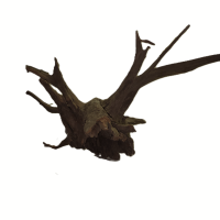 Corbo Stump (L) – 40-50 cm