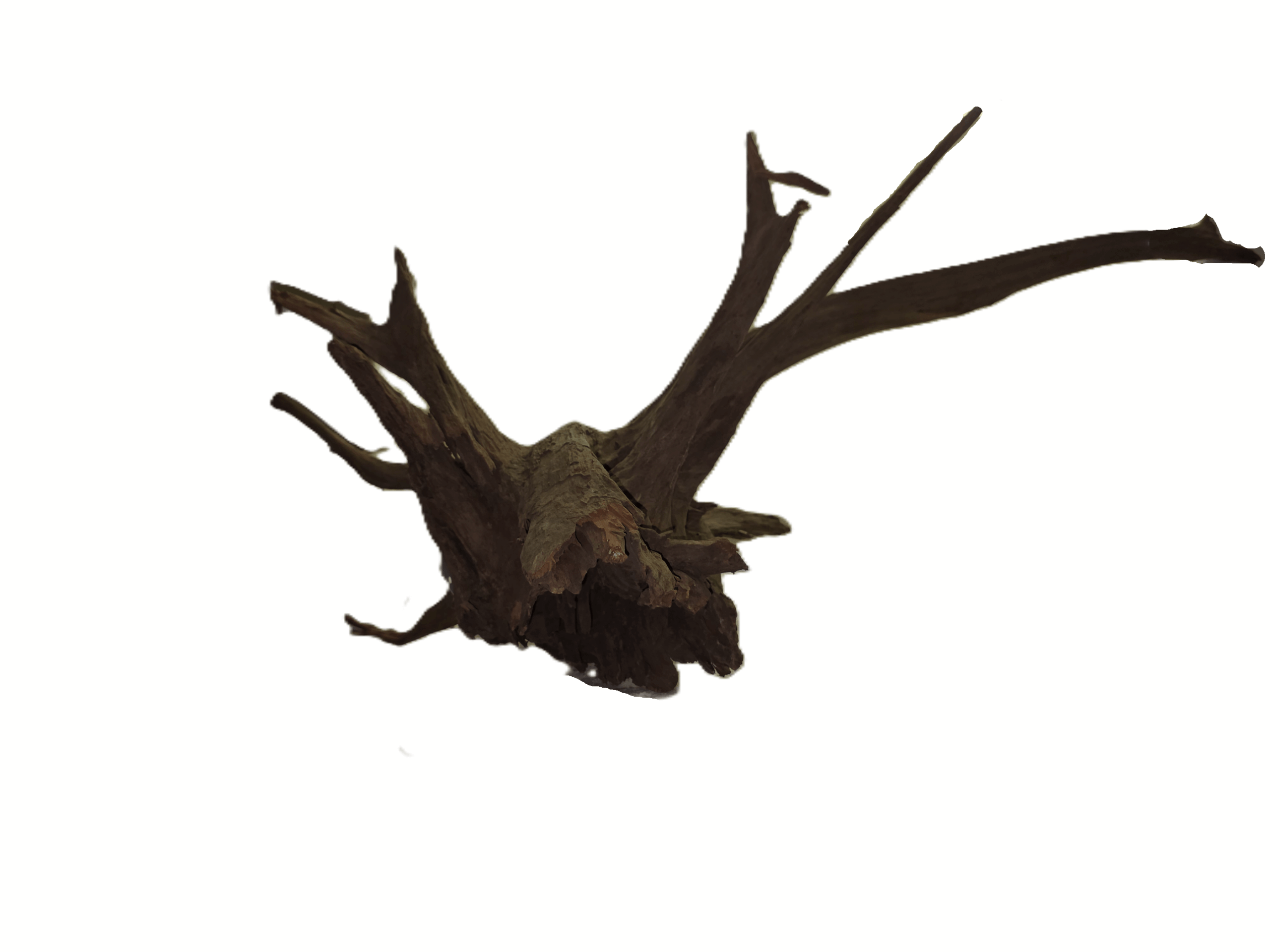 Corbo Stump (L) – 40-50 cm