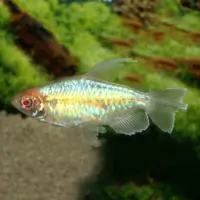 Albino Congo Tetra ( Phenacogrammus interruptus )