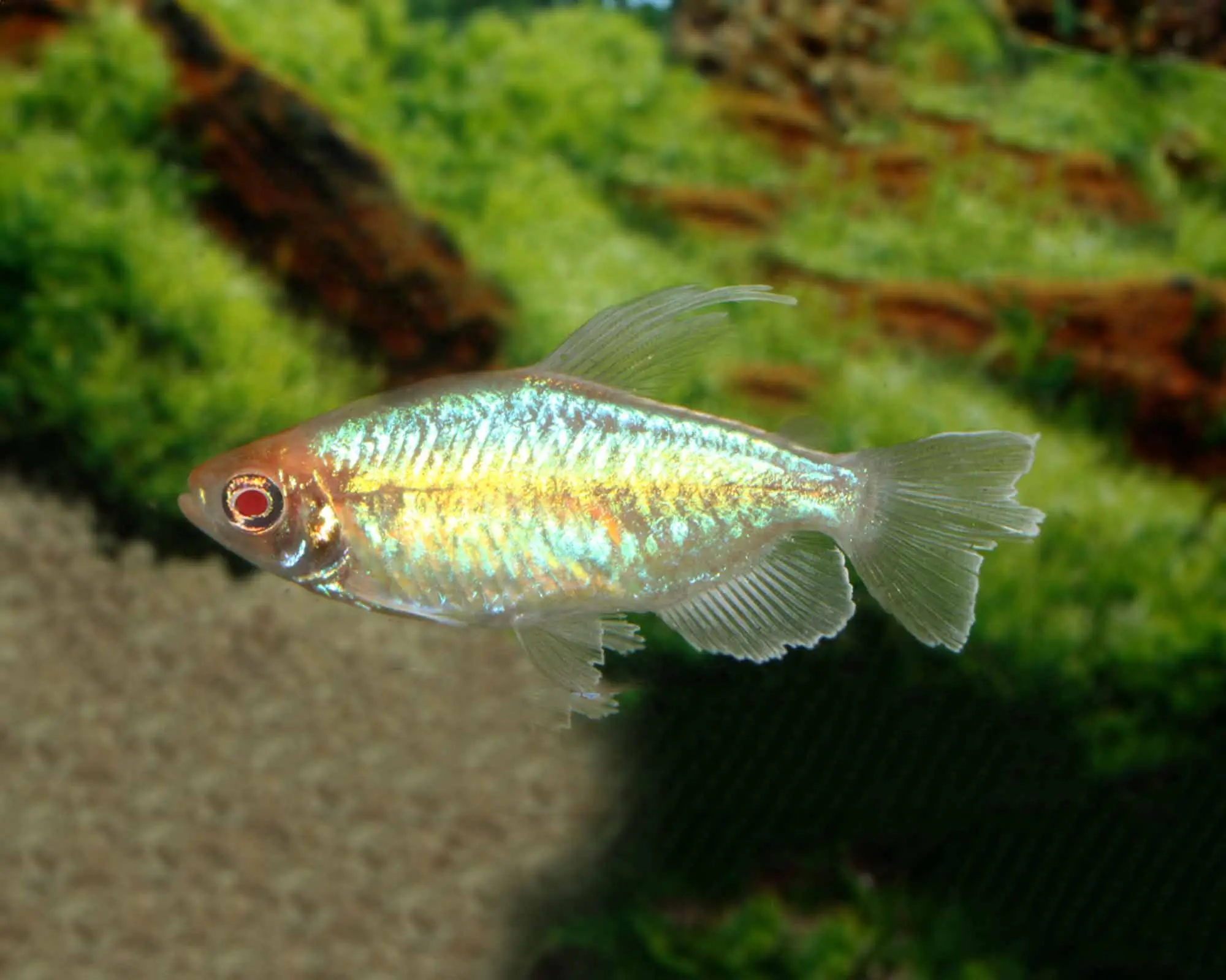 Albino Congo Tetra ( Phenacogrammus interruptus )