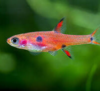 Dwarf Rasbora (Boraras maculatus)