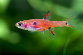 Dwarf Rasbora (Boraras maculatus)