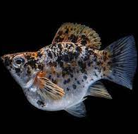 Calico Balloon Molly (Poecilia sphenops)