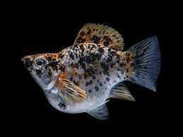 Calico Balloon Molly (Poecilia sphenops)