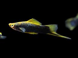 Black Hamburg Swordtail ( Xiphophorus helleri )