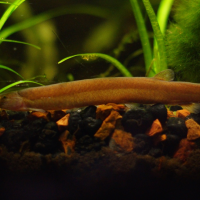 Black Kuhlii ( Acanthopthalmus myersi )