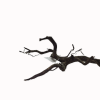 Black Root (XS, 10-15 cm)