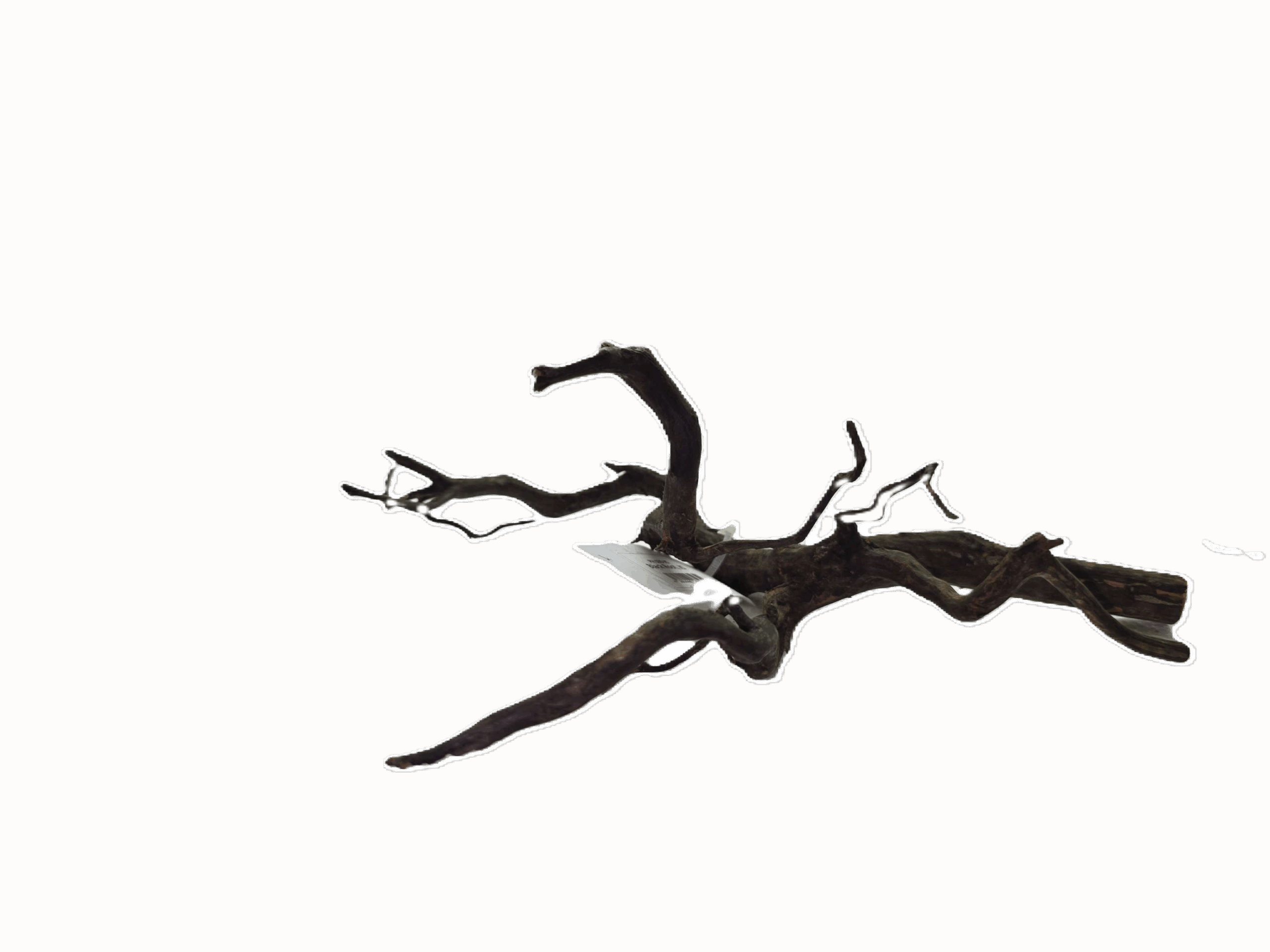 Black Root (XS, 10-15 cm)