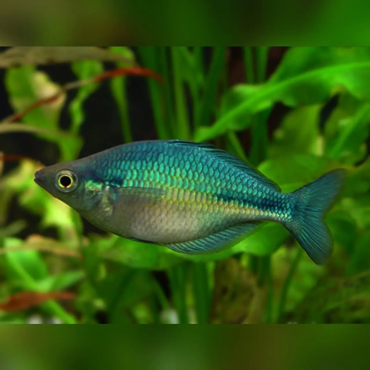 Blue Rainbowfish ( Melanotaenia boesemani )