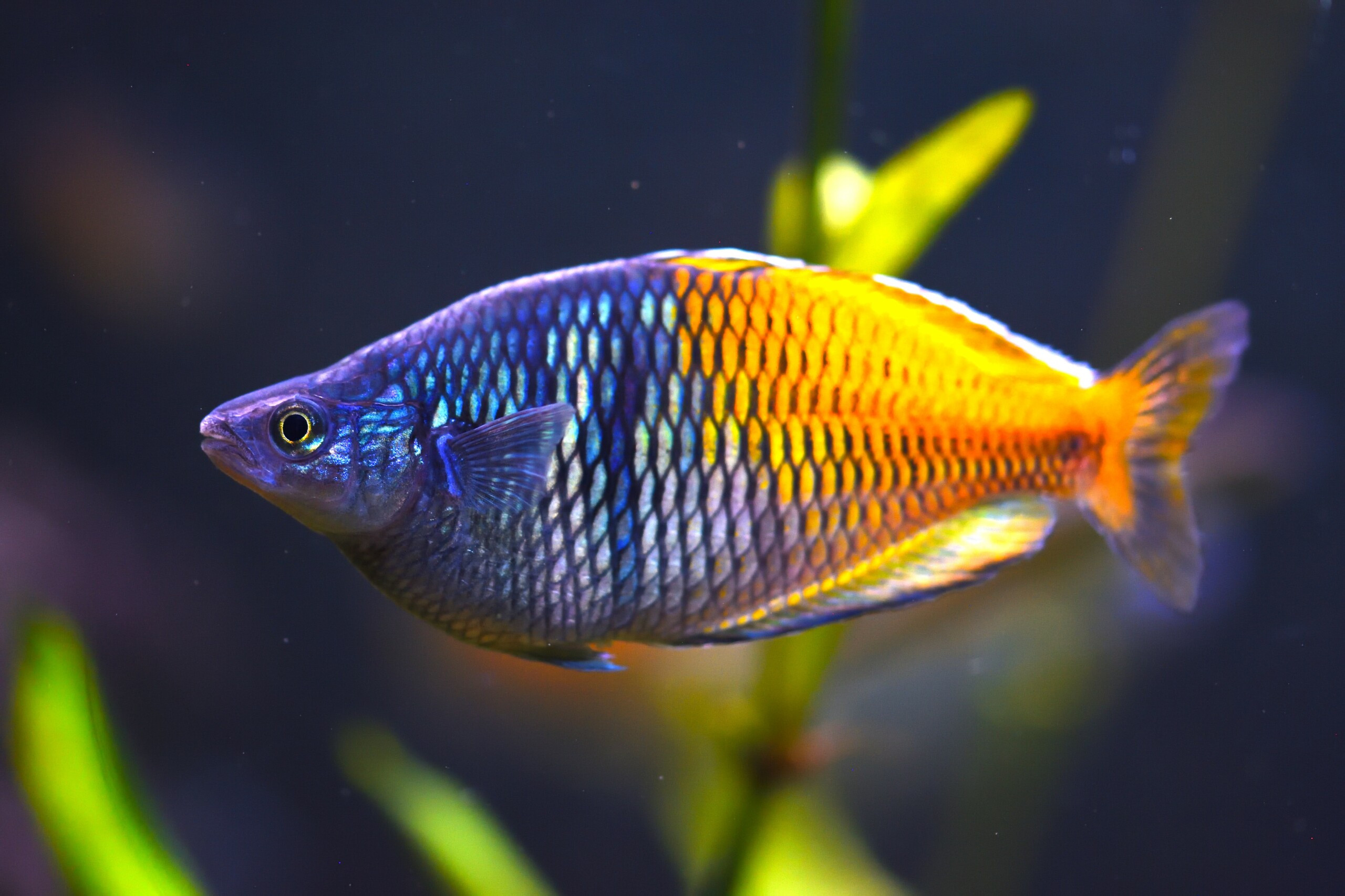 Boesemani Rainbow ( Melanotaenia boesemani )