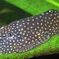 Bornen Sucker Mversi Orollatus ( Gastromyzon ornaticauda )