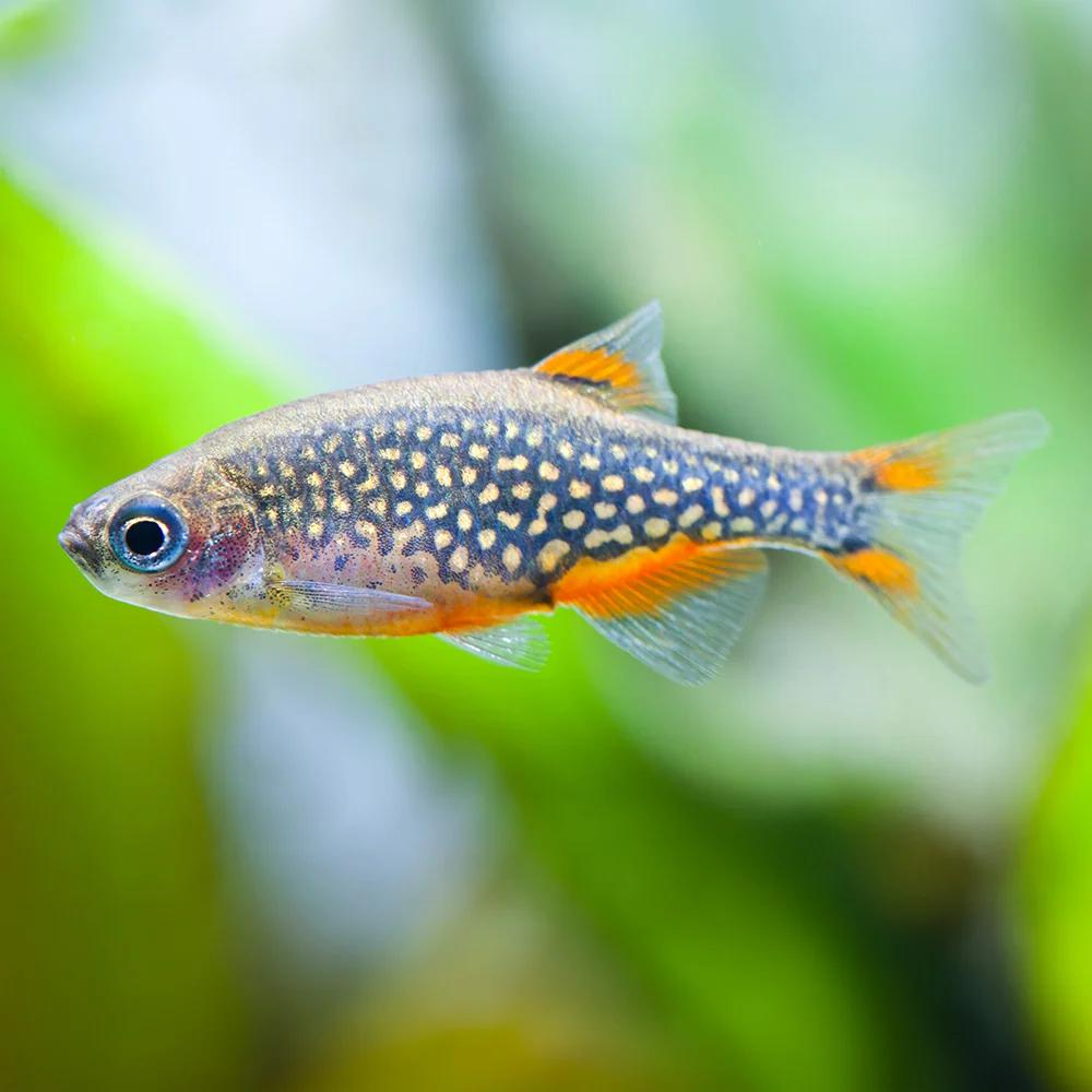 Micro Rasbora (Boraras spp.)
