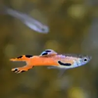 Chilli Scarlet Endler Livebearer (Poecilia wingei)