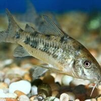 Peppered Corydoras (Corydoras paleatus)
