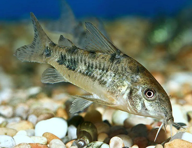 Peppered Corydoras (Corydoras paleatus)