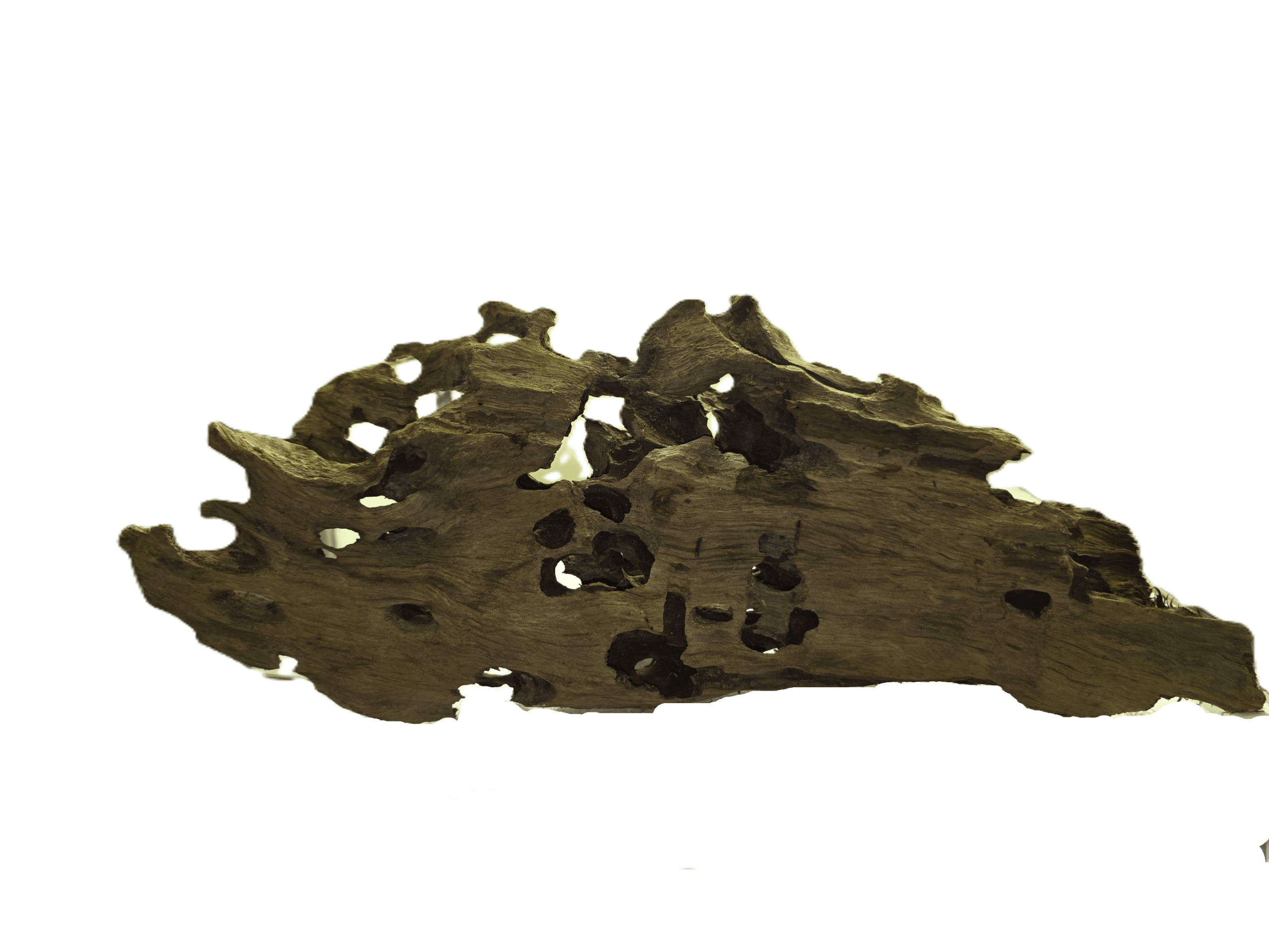 Dragon Wood, M