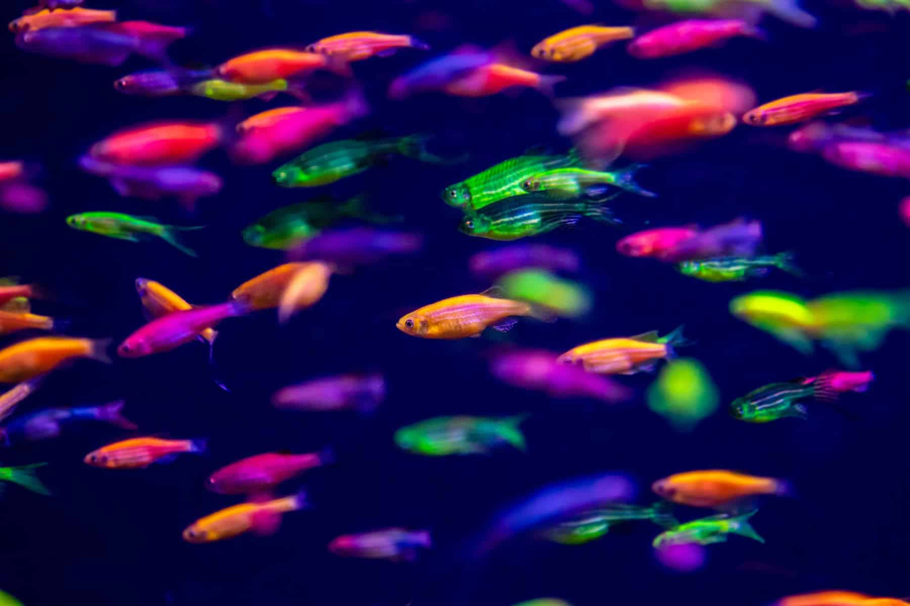 Glowfish Danio (Danio rerio var.)