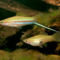 Green Swordtail ( Xiphophorus helleri )