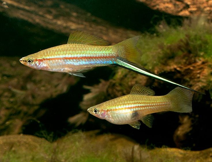 Green Swordtail ( Xiphophorus helleri )
