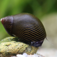 Neritina Turrita Zebra Snail