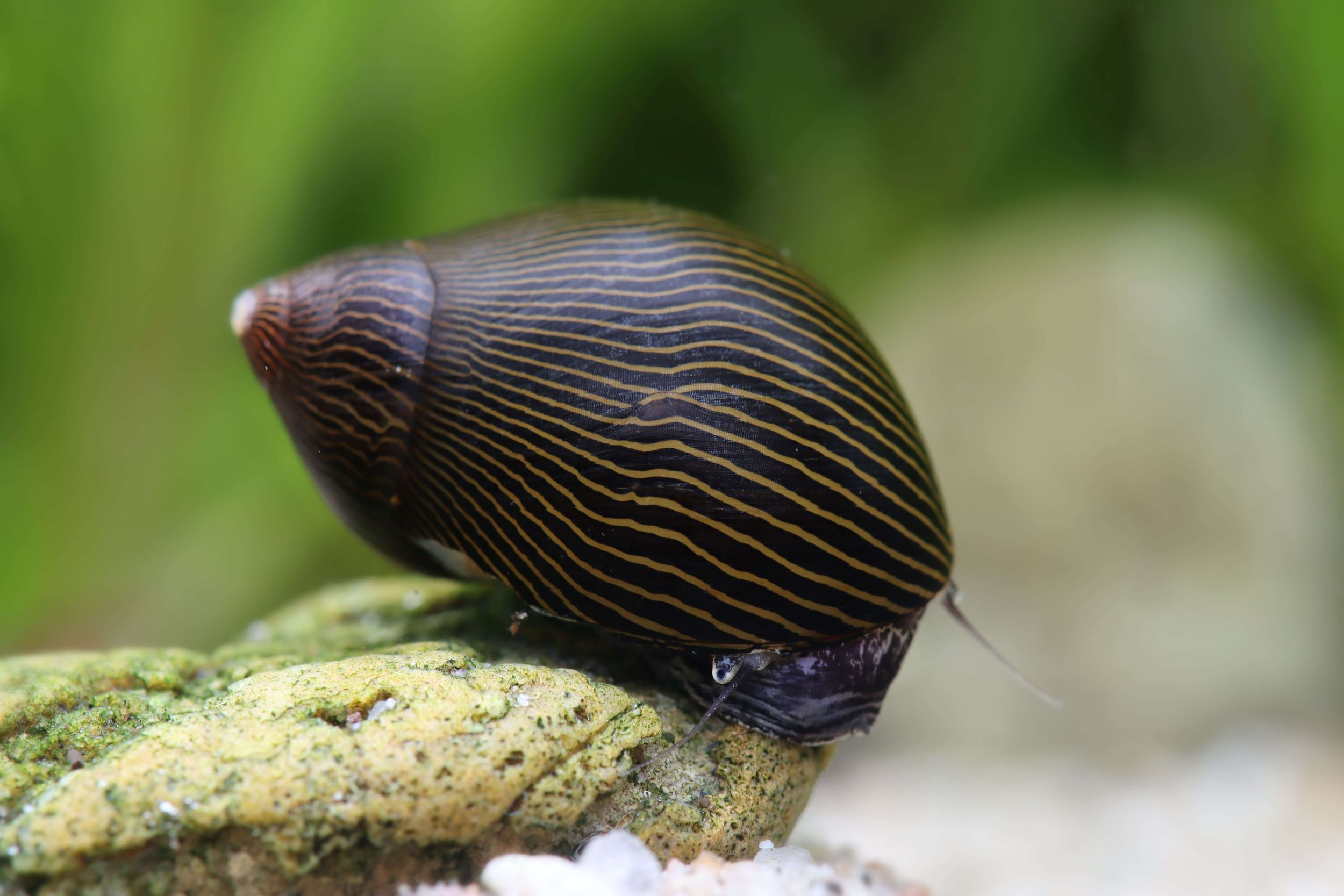 Neritina Turrita “Zebra”