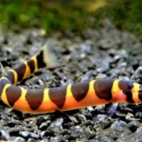 Loach