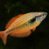 Rainbowfish