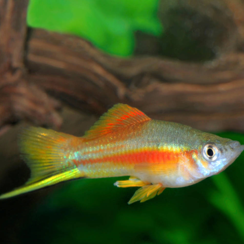 Pineapple Swordtail ( Xiphophorus helleri )