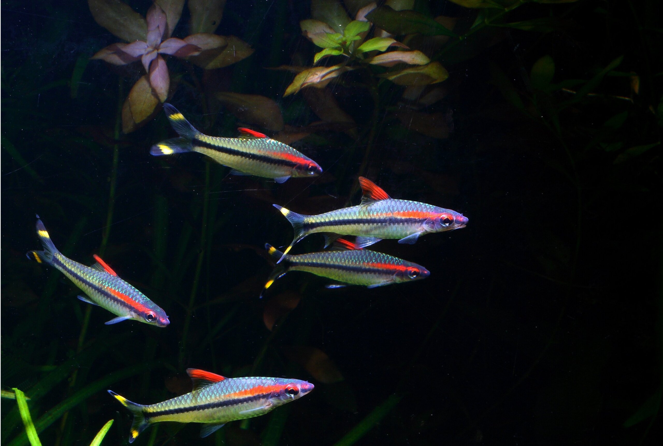 Rose Line Barb ( Pethia conchonius )