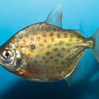 Spotted Silver Dollar (Metynnis maculatus)