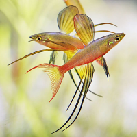 Threadfin Rainbow Balloon ( Iriatherina werneri )