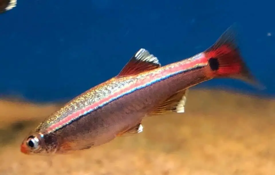 White Cloud Mountain Minnow ( Tanichthys albonubes )
