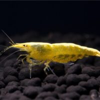 Yellow Fire Shrimp ( Neocaridina davidi )