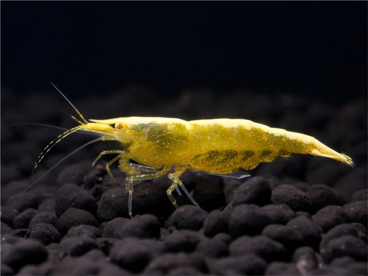 Yellow Fire Shrimp ( Neocaridina davidi )