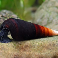 Faunus Ater Bicolor – Bicolor Lava “Black Devil” Snail