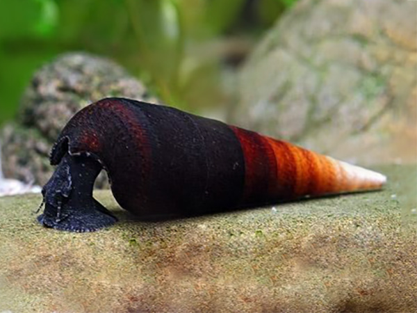 Faunus ater bicolor – Bicolor Lava Snail