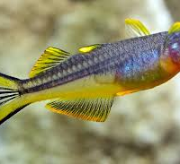 Forktail blue-eye (Pseudomugil furcatus)