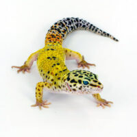 Reptiles & Exotic