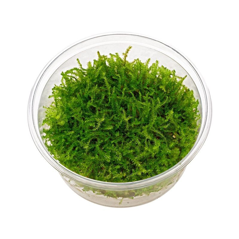"Creeping moss" In-Vitro cup