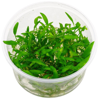 Cryptocoryne willissii In-Vitro cup