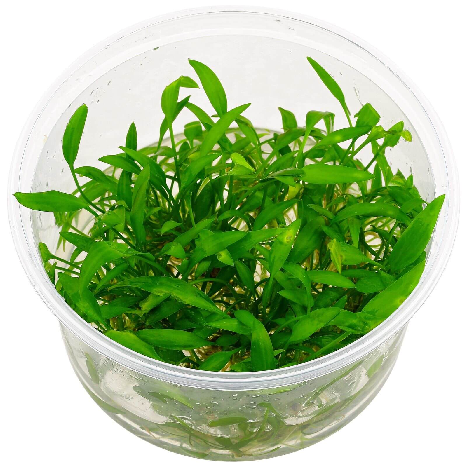 Cryptocoryne willissii In-Vitro cup
