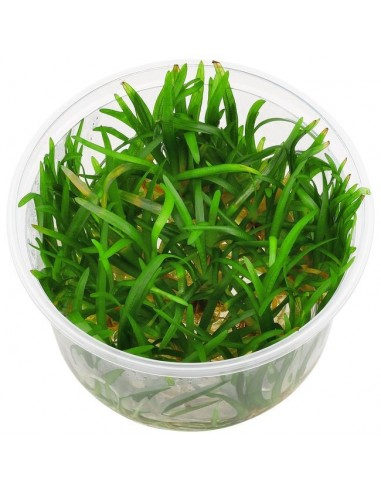 Echinodorus tenellus In-Vitro cup