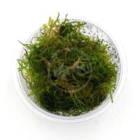 "Peacock moss" In-Vitro cup