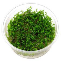 Marsilea sp. In-Vitro cup