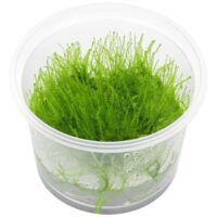 "Stringy moss" In-Vitro cup