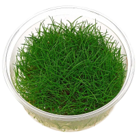 Eleocharis parvula In-Vitro cup