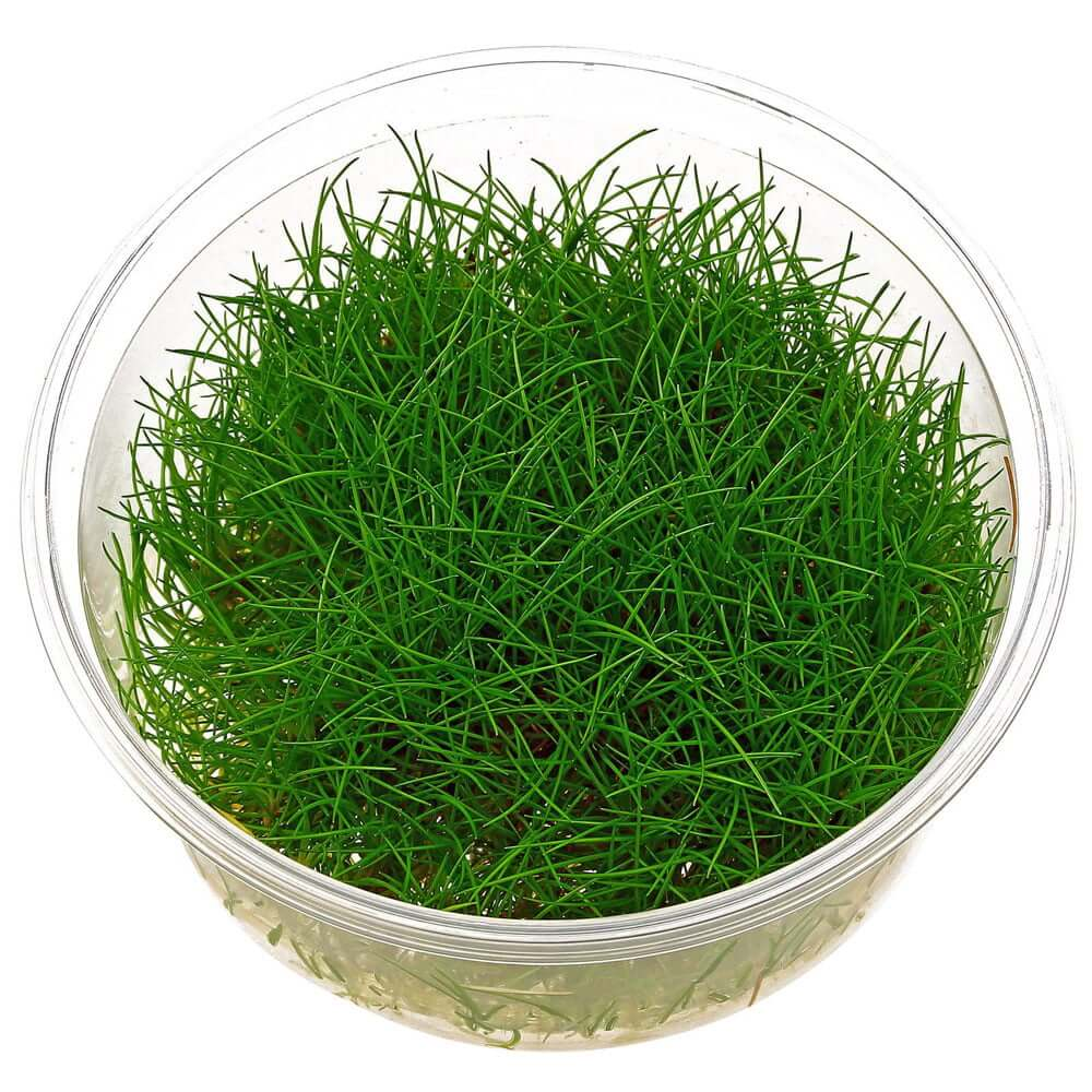 Eleocharis parvula In-Vitro cup